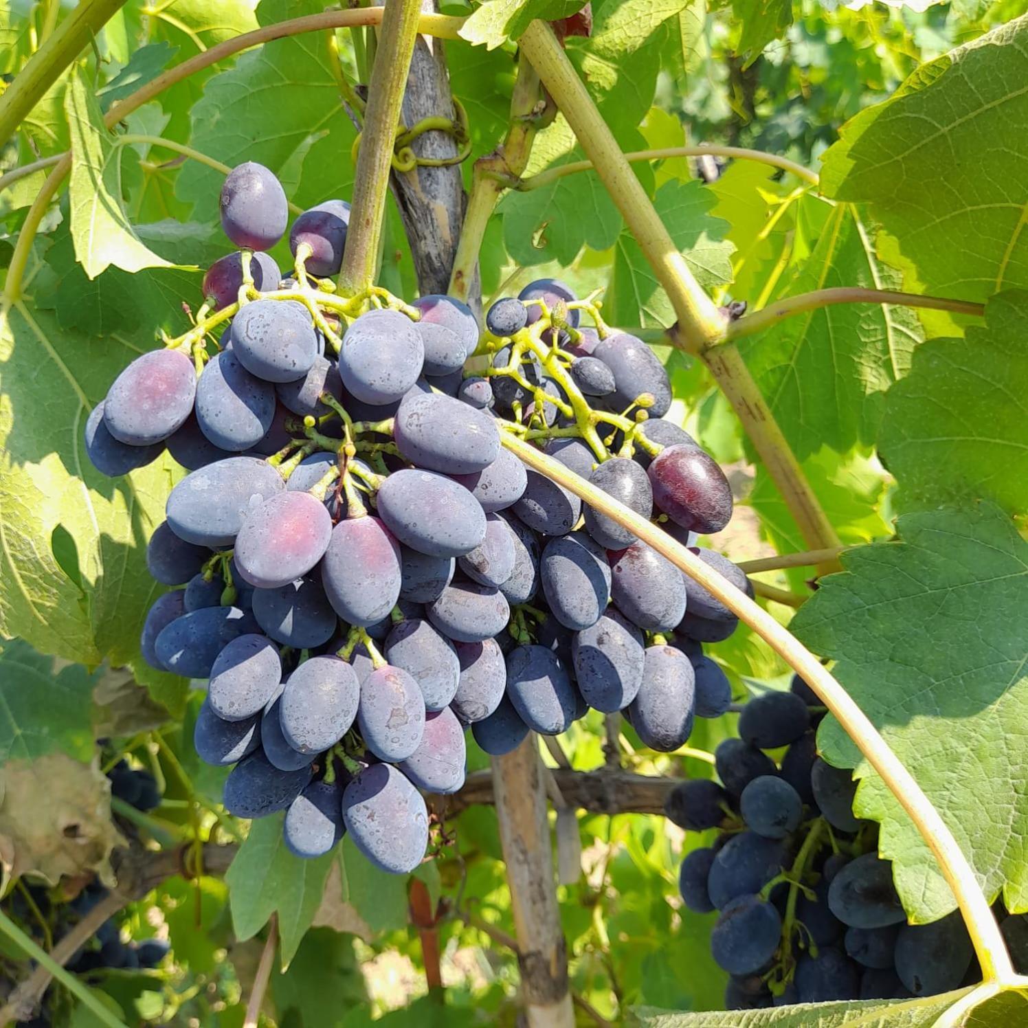 Villa Besart 培拉特 外观 照片